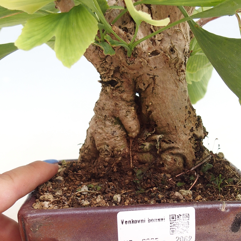 Vonkajší bonsai - Jinan dvojlaločný - Ginkgo biloba