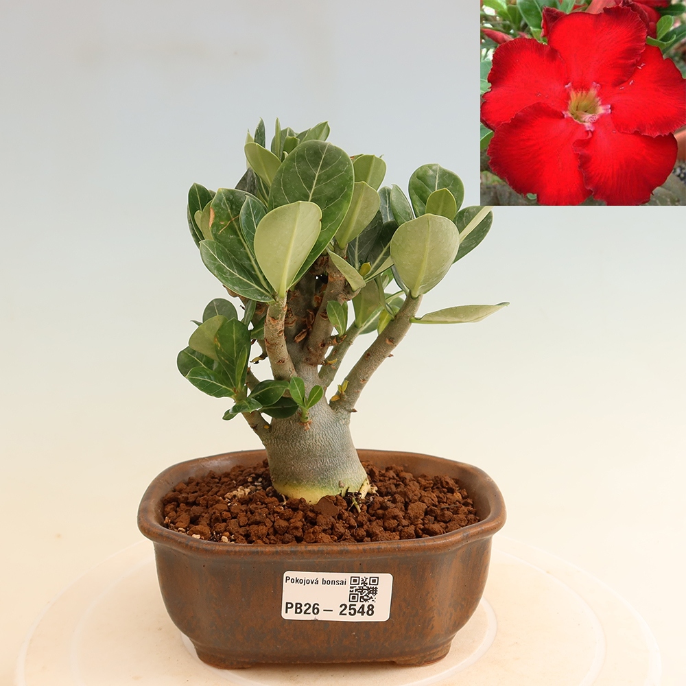 Izba bonsai – Adenium obesum Red Star – Púštna ruža