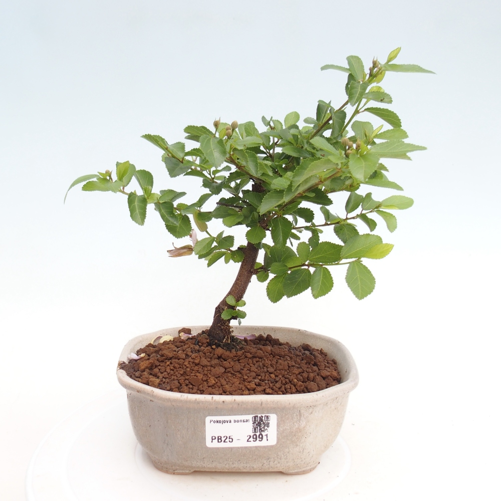 Izbová bonsai - Grewia occidentalis - Hviezdica levanduľová