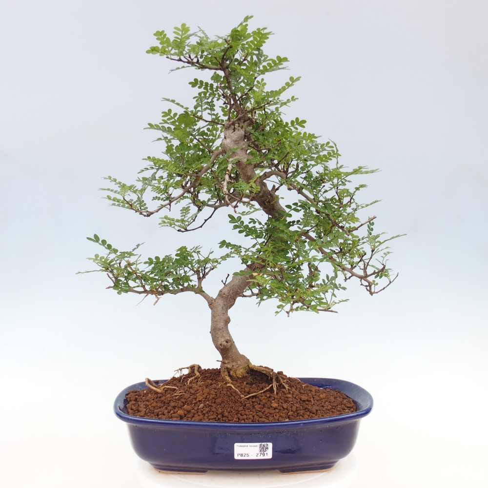 Izbová bonsai - Zantoxylum piperitum - korenistý