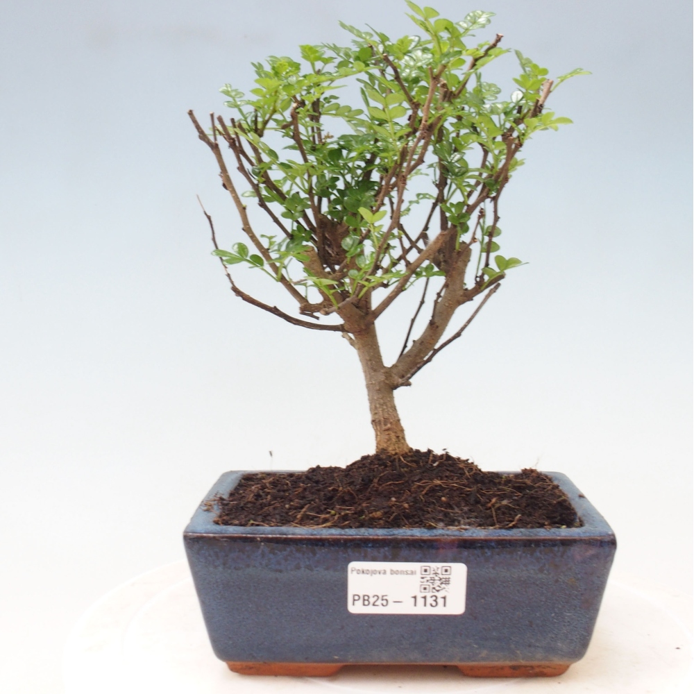 Izbová bonsai - Zantoxylum piperitum - piepor