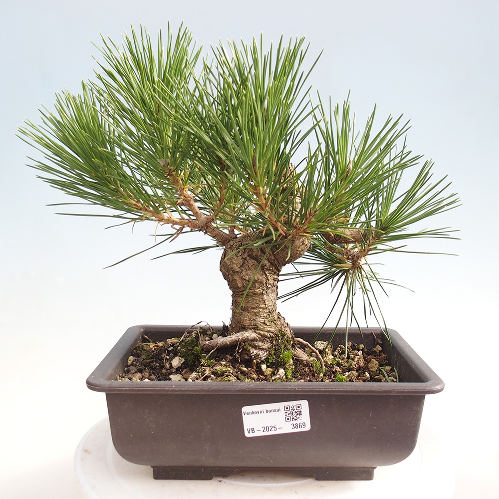 Vonkajšie bonsaje - Pinus thunbergii - borovica Thunbergova