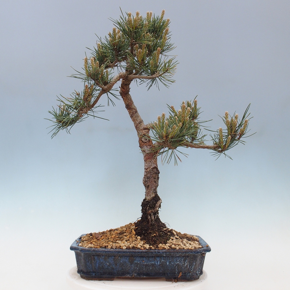 Vonkajšie bonsai - Pinus Sylvestris - Borovica lesná
