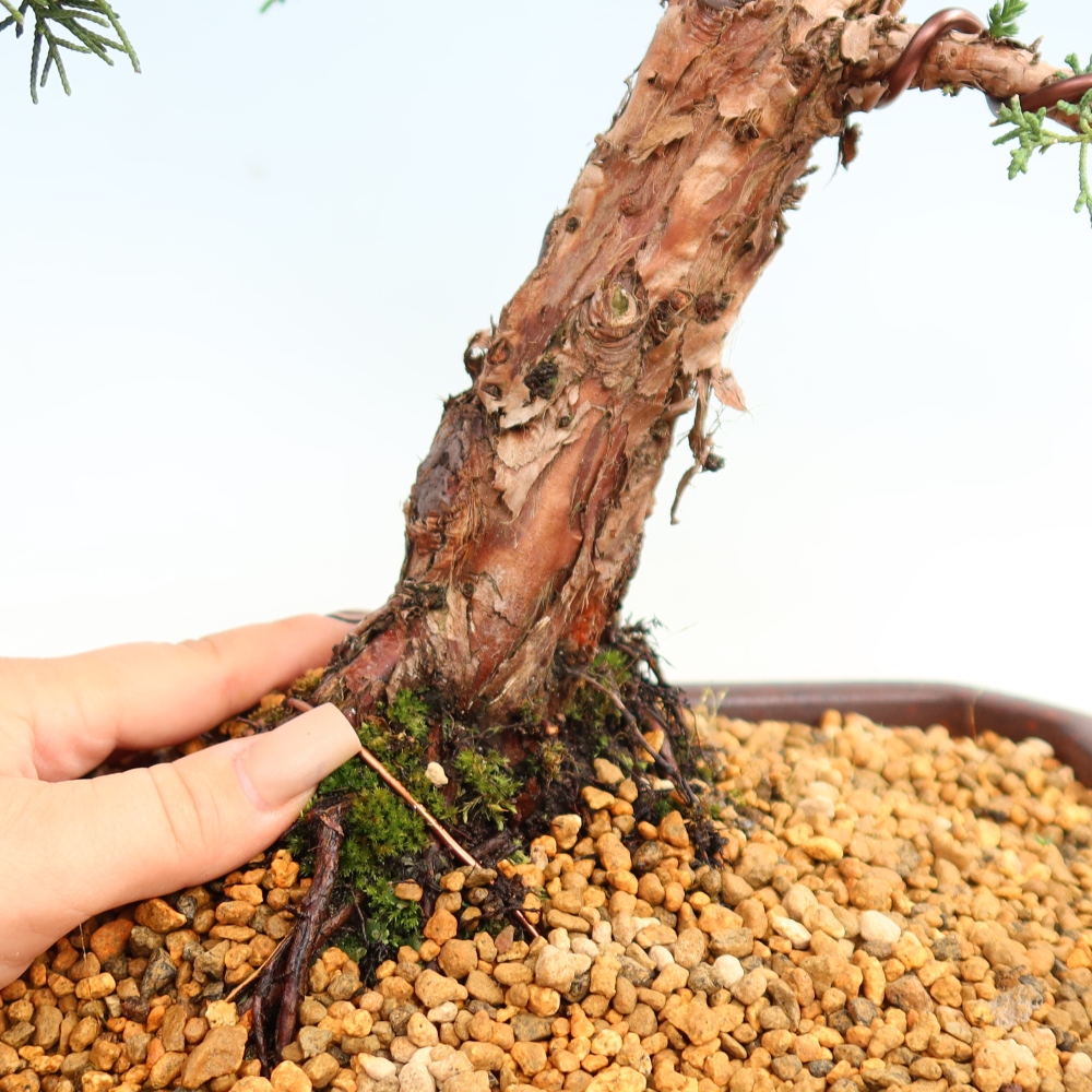 Vonkajší bonsaj - Juniperus chinensis Kishu