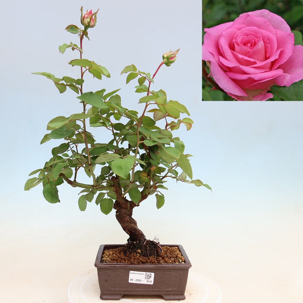 Vonkajšie bonsaje – Rosa Kordes – ruže