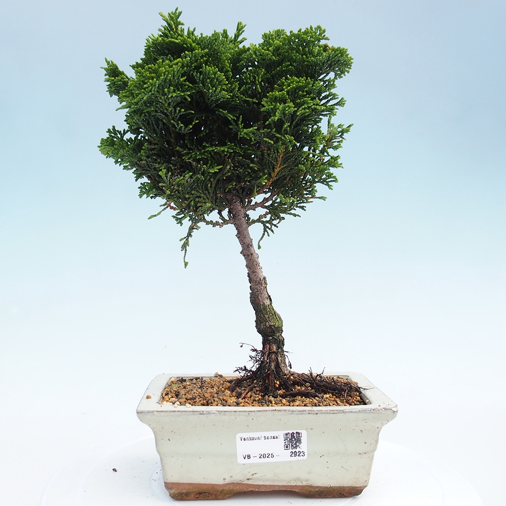 Vonkajšie bonsai - Cham.pis obtusa Nana Gracilis - Cypruštek