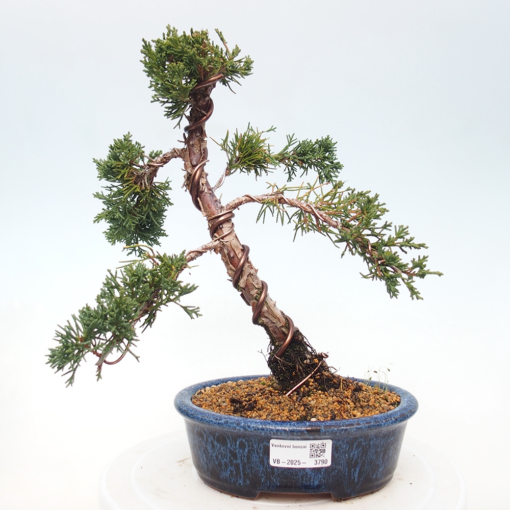 Vonkajší bonsaj - Juniperus chinensis Kishu