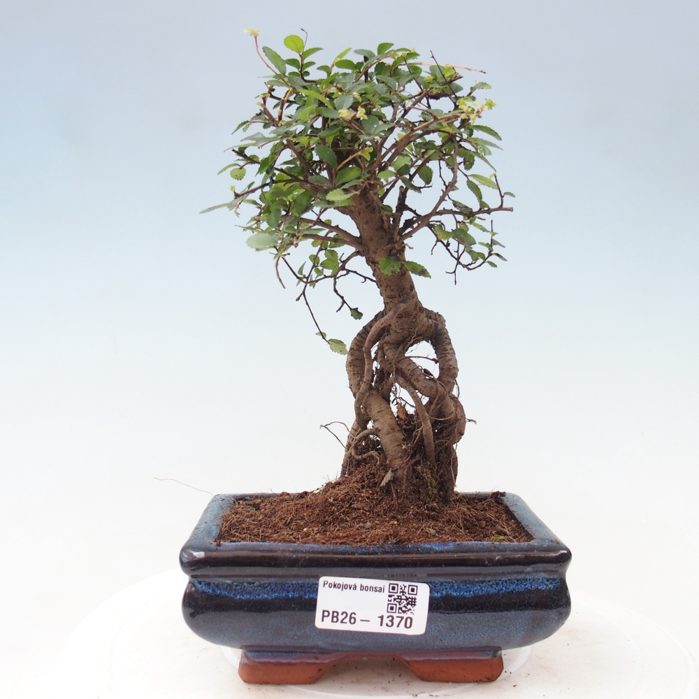 Izbový bonsaj - Ulmus parvifolia - brest malolistý
