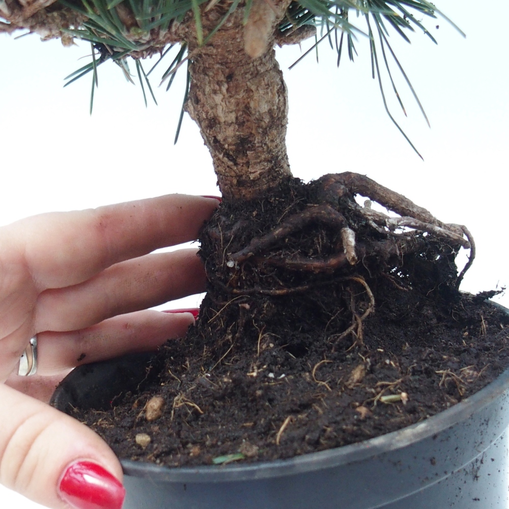 Vonkajší bonsai - Pinus thunbergii senjyumaru - Borovica thunbergova