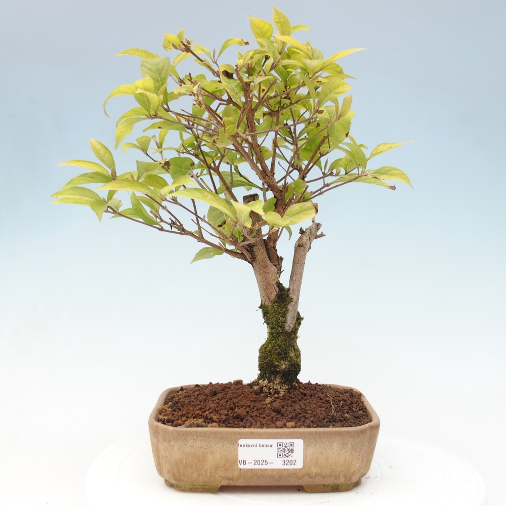 Vonkajšia bonsai - krásnoplodka - Callicarpa jap. Leucocarpa
