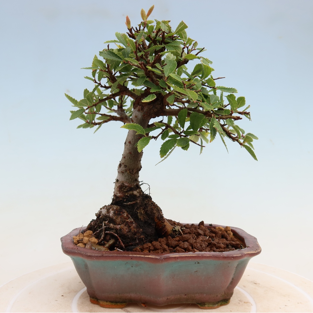 Vonkajšie bonsaje - Zelkova - Zelkova NIRE
