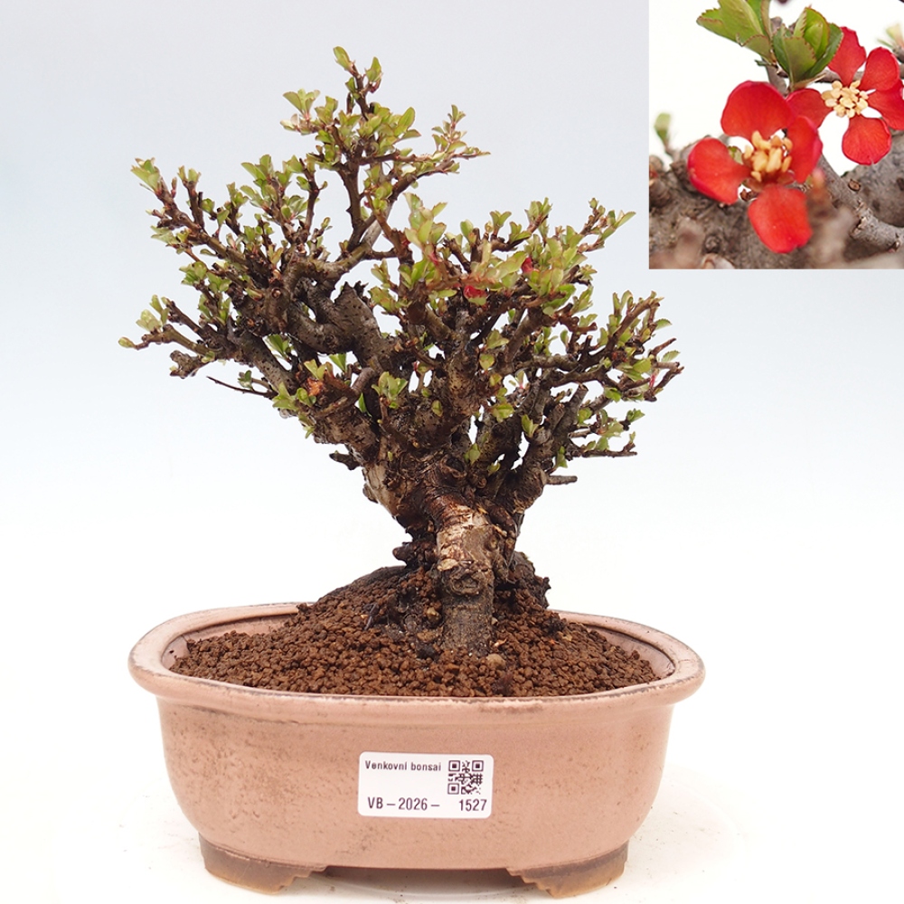 Vonkajšie bonsaje - Chaneomeles speciosa - Kdoule