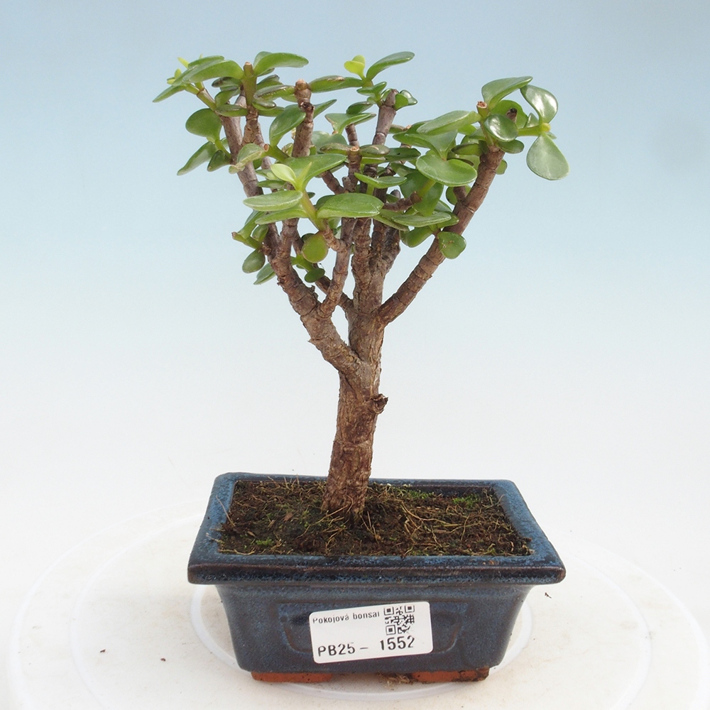 Izbová bonsai - Portulakaria Afra - Tlustice