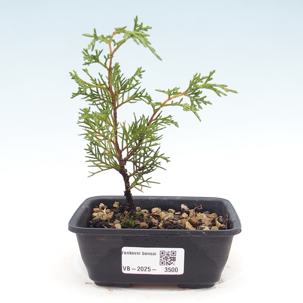 Vonkajší bonsaj - Juniperus chinensis Itoigawa