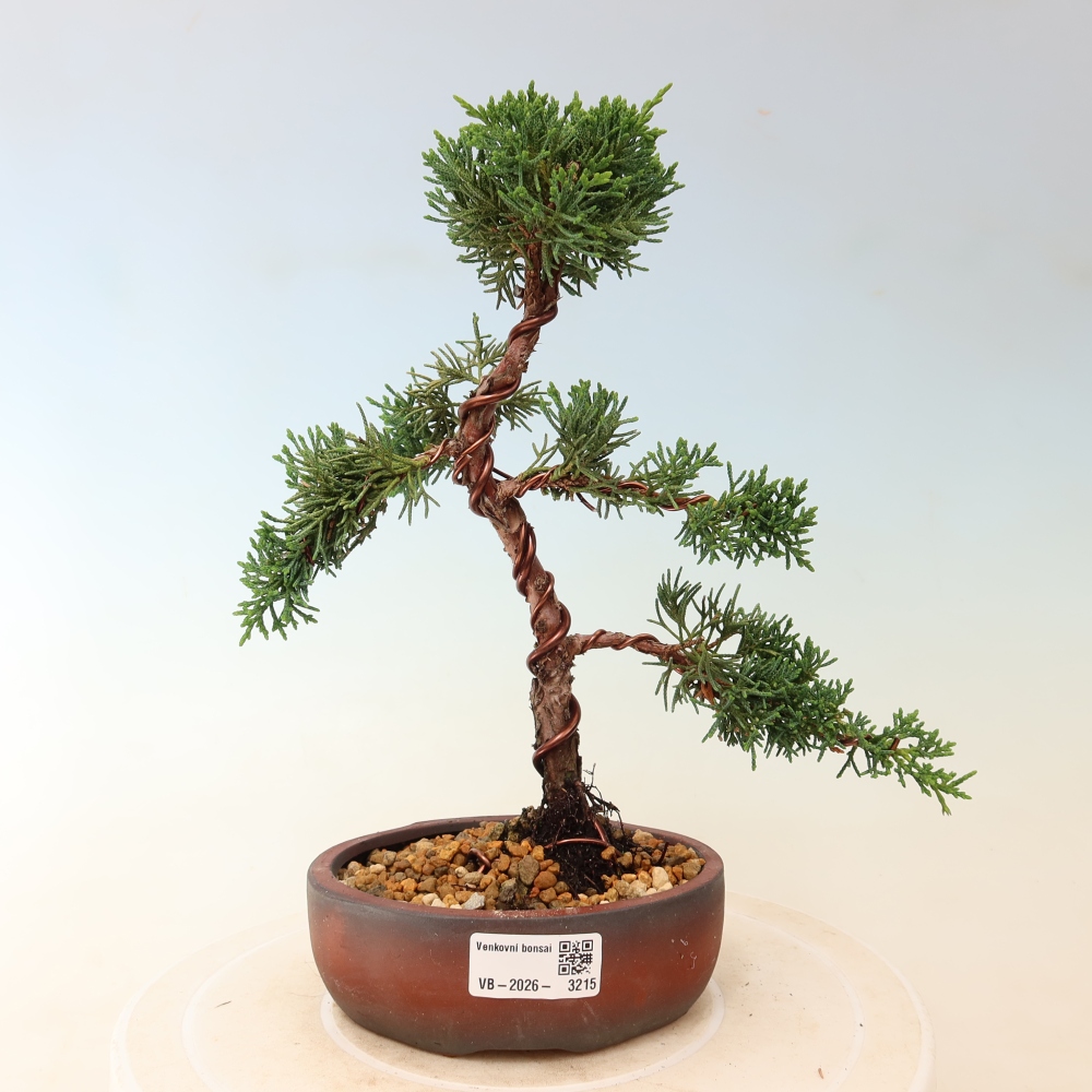 Vonkajší bonsaj - Juniperus chinensis Kishu