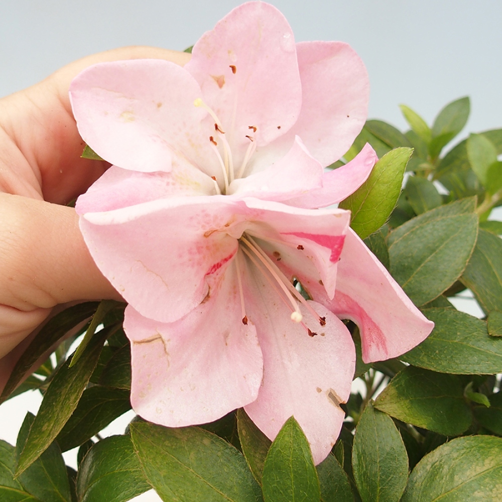 Vonkajší bonsai - Japonská azalka - Azalea Saien