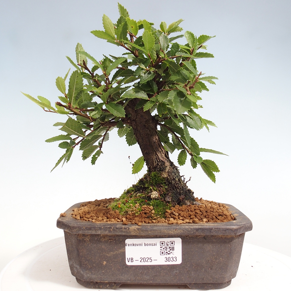 Vonkajšie bonsai - Zelkova - Zelkova Nirom