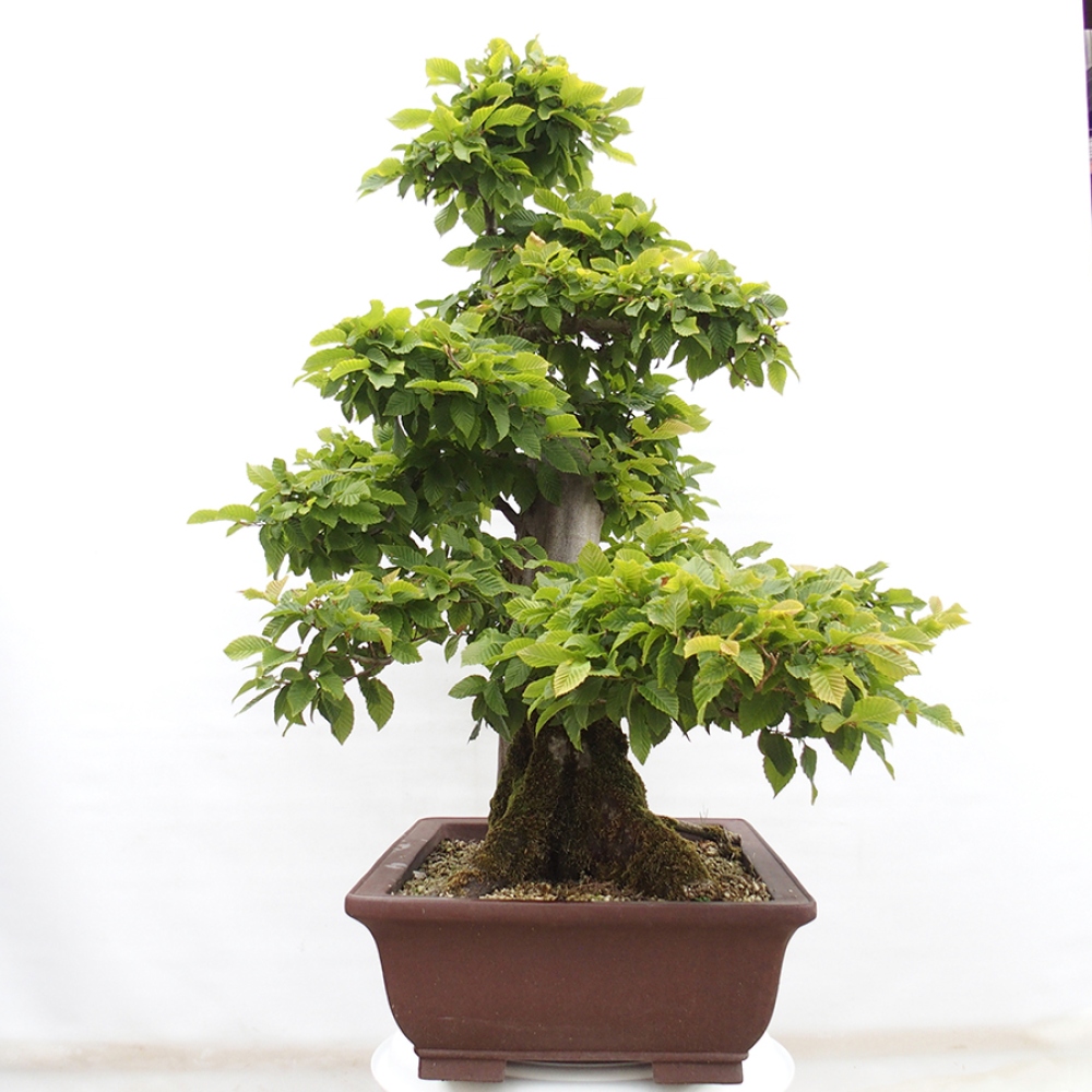 Vonkajší bonsai - Hrab obyčajný - Carpinus betulus