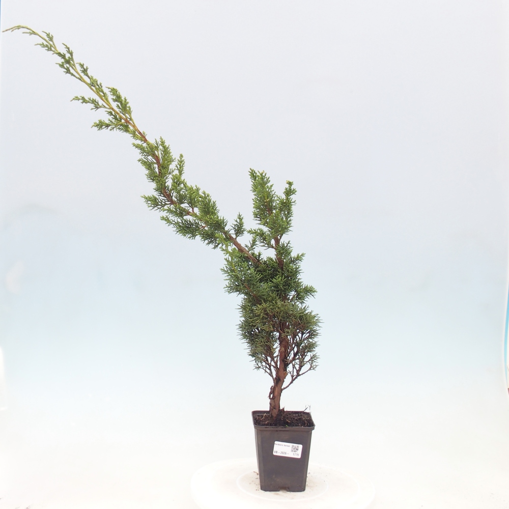 Vonkajší bonsaj - Juniperus chinensis Kishu