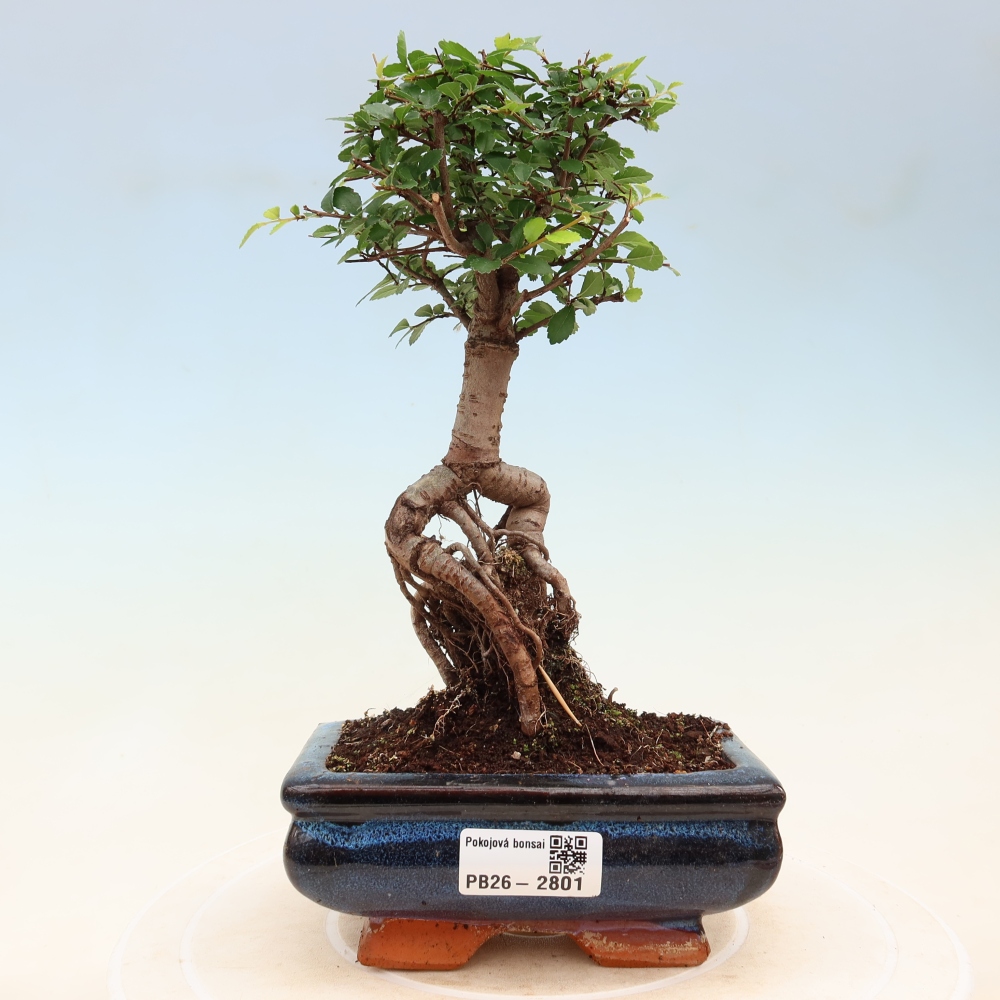 Izbový bonsaj - Ulmus parvifolia - brest malolistý