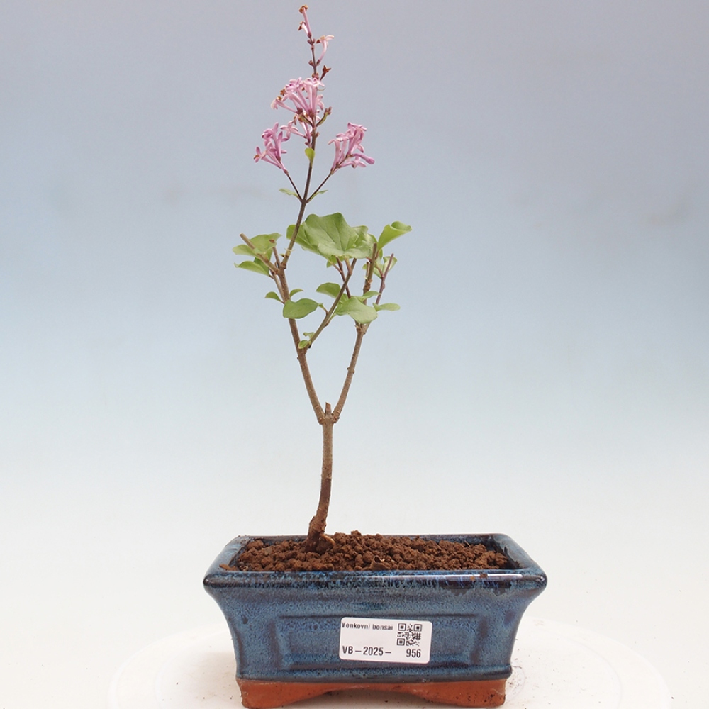 Vonkajší bonsai - Syringa Meyeri Palibin - Orgován Meyerov