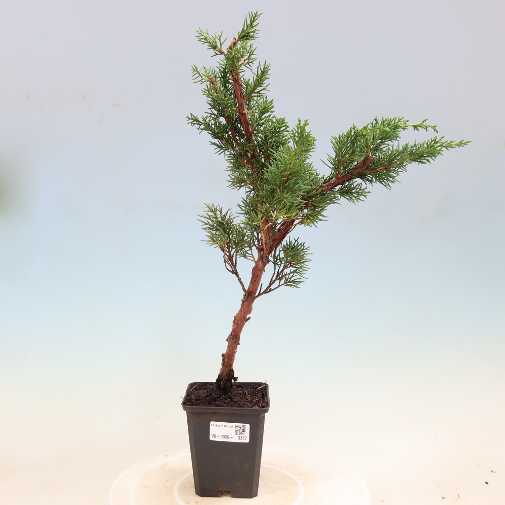 Vonkajší bonsaj - Juniperus chinensis Kishu