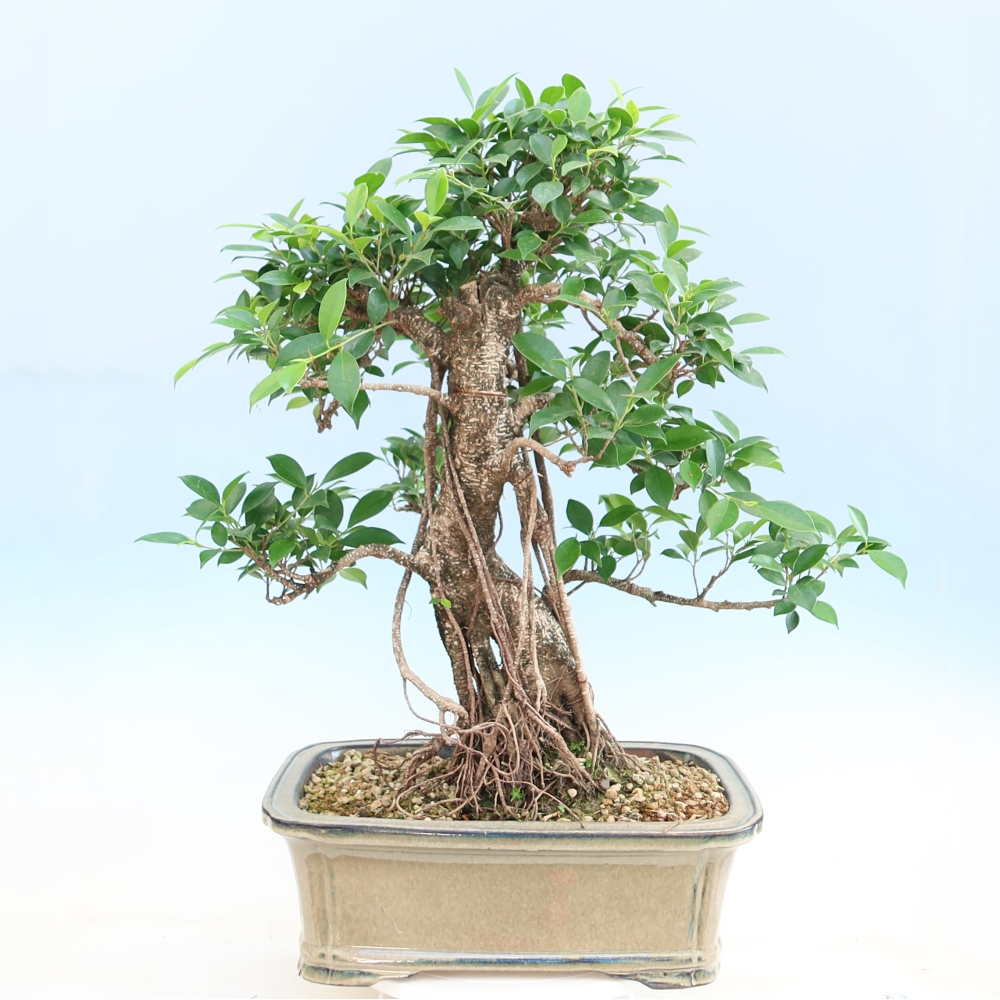 Izbové bonsaje - Ficus kimmen - drobnolistý fikus