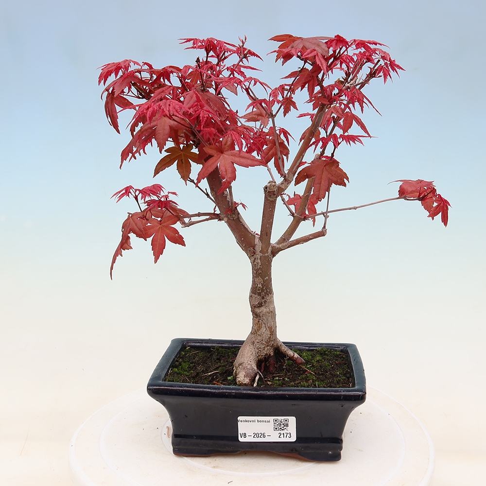 Vonkajší bonsaj - Acer palmatum DESHOJO
