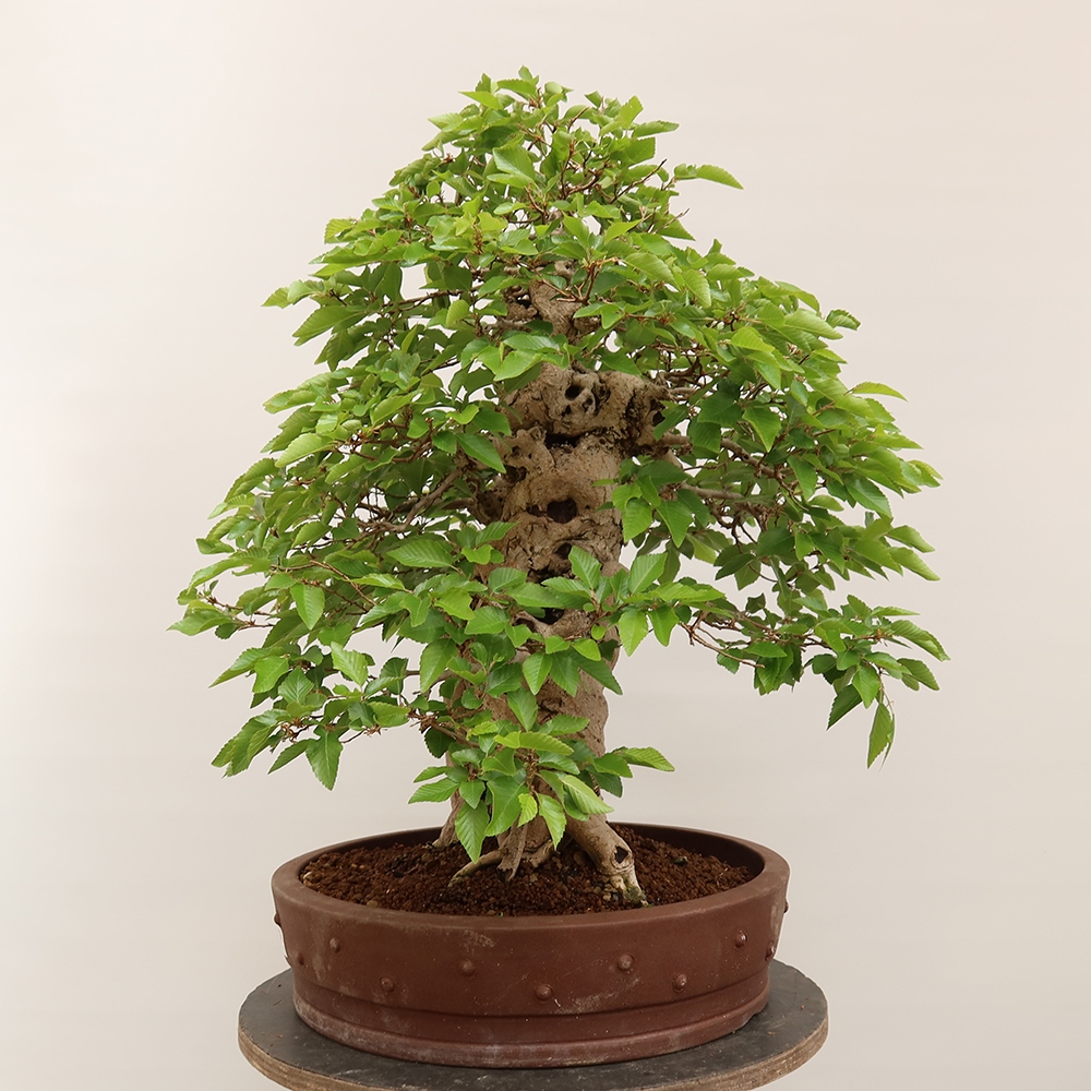 Vonkajší bonsai -Carpinus Coreana - Hrab kórejský