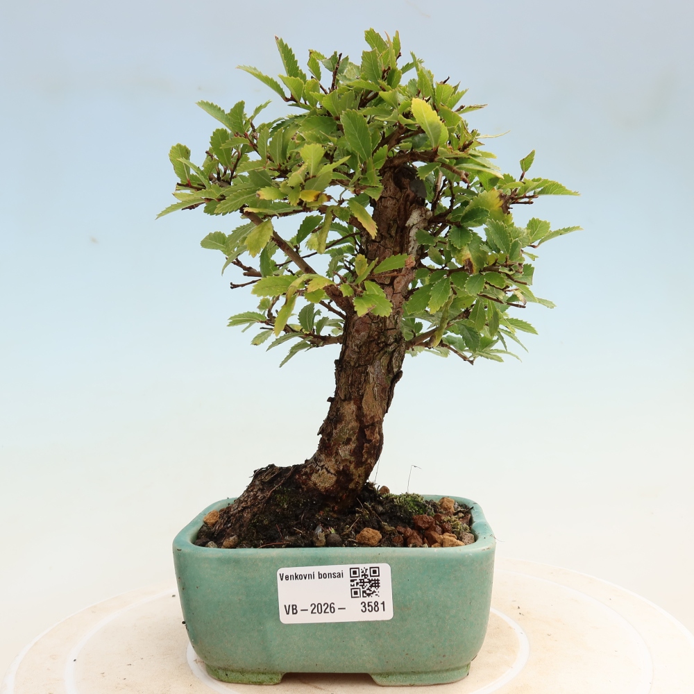 Vonkajšie bonsaje - Zelkova - Zelkova NIRE