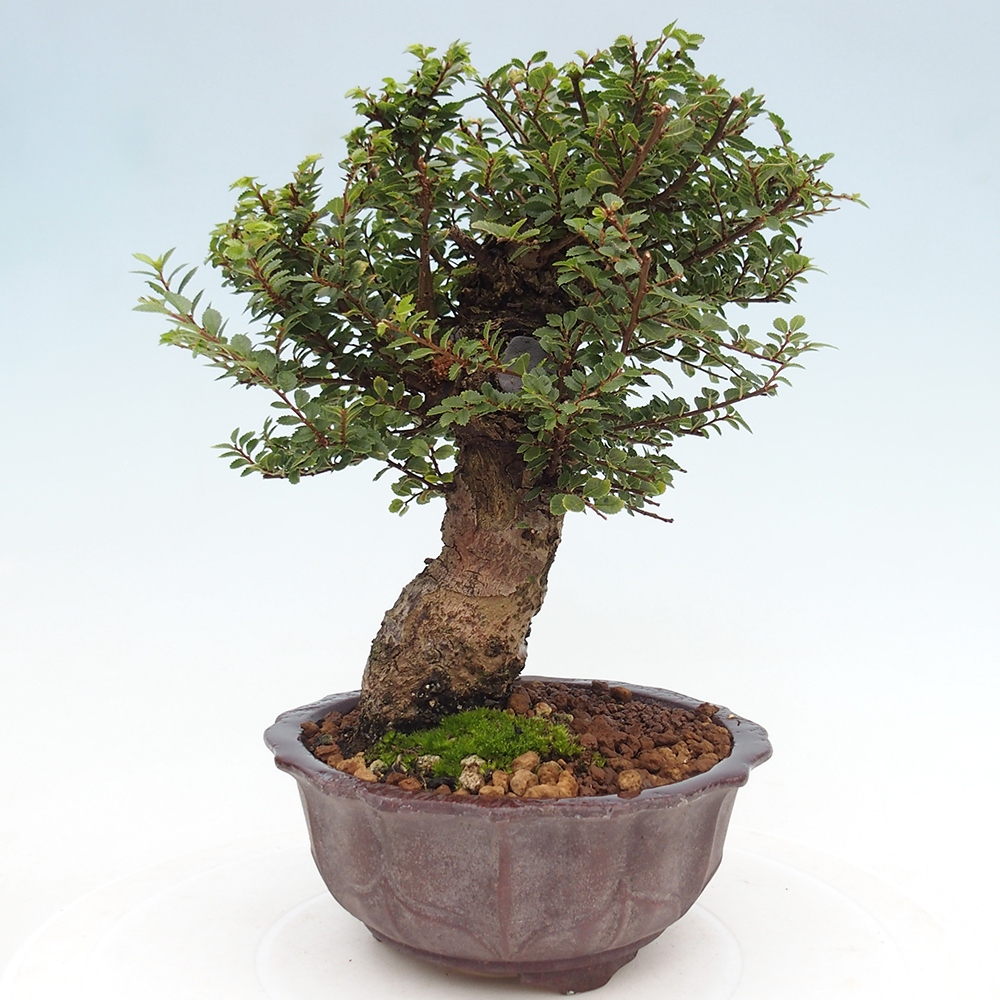 Vonkajší bonsai - Ulmus parvifolia Hokkaido - brest Čínsky