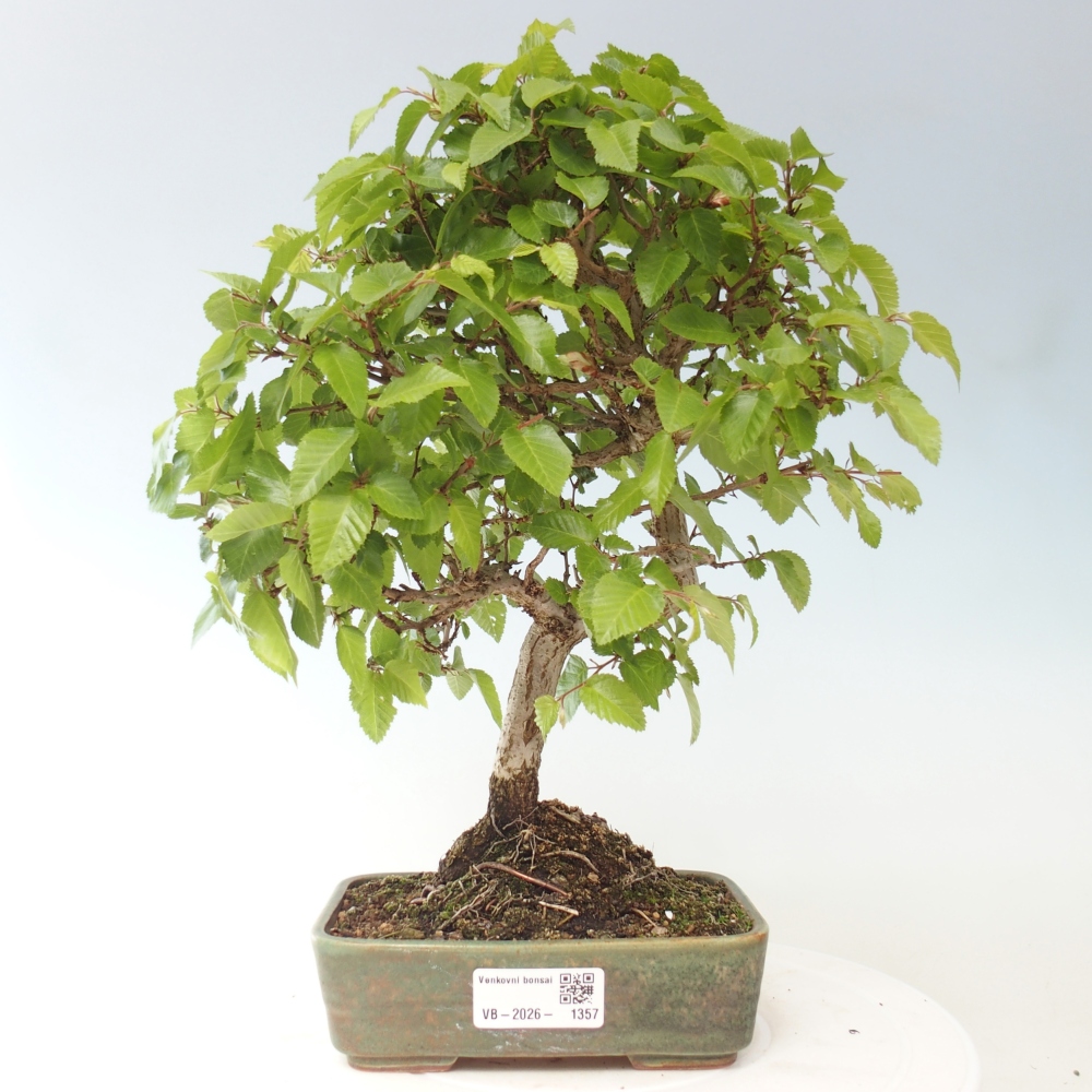 Vonkajšie bonsaje -Carpinus CARPINOIDES - Hrab kórejský