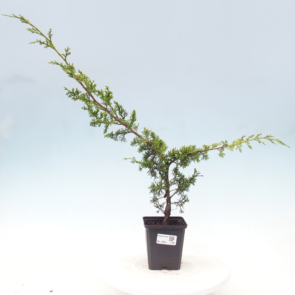 Vonkajší bonsaj - Juniperus chinensis Itoigawa