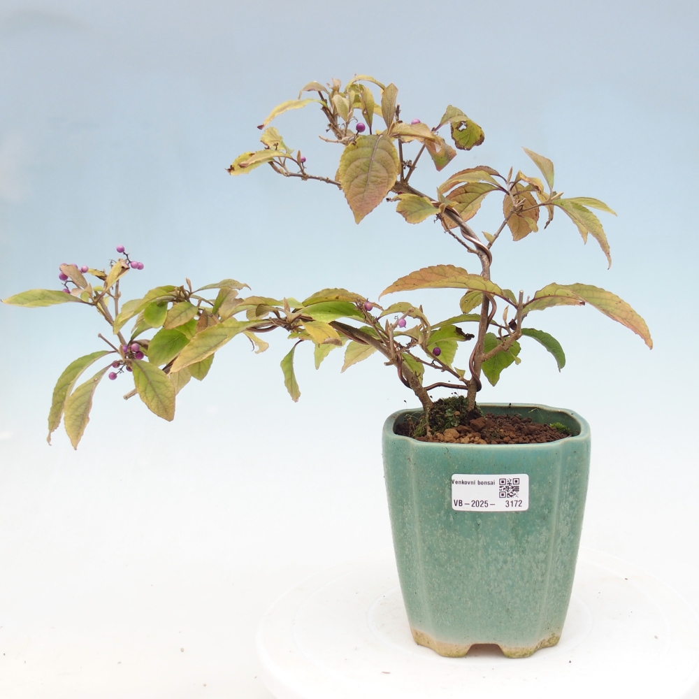 Vonkajšia bonsai - krásnoplodka - Callicarpa bodinierova profusion