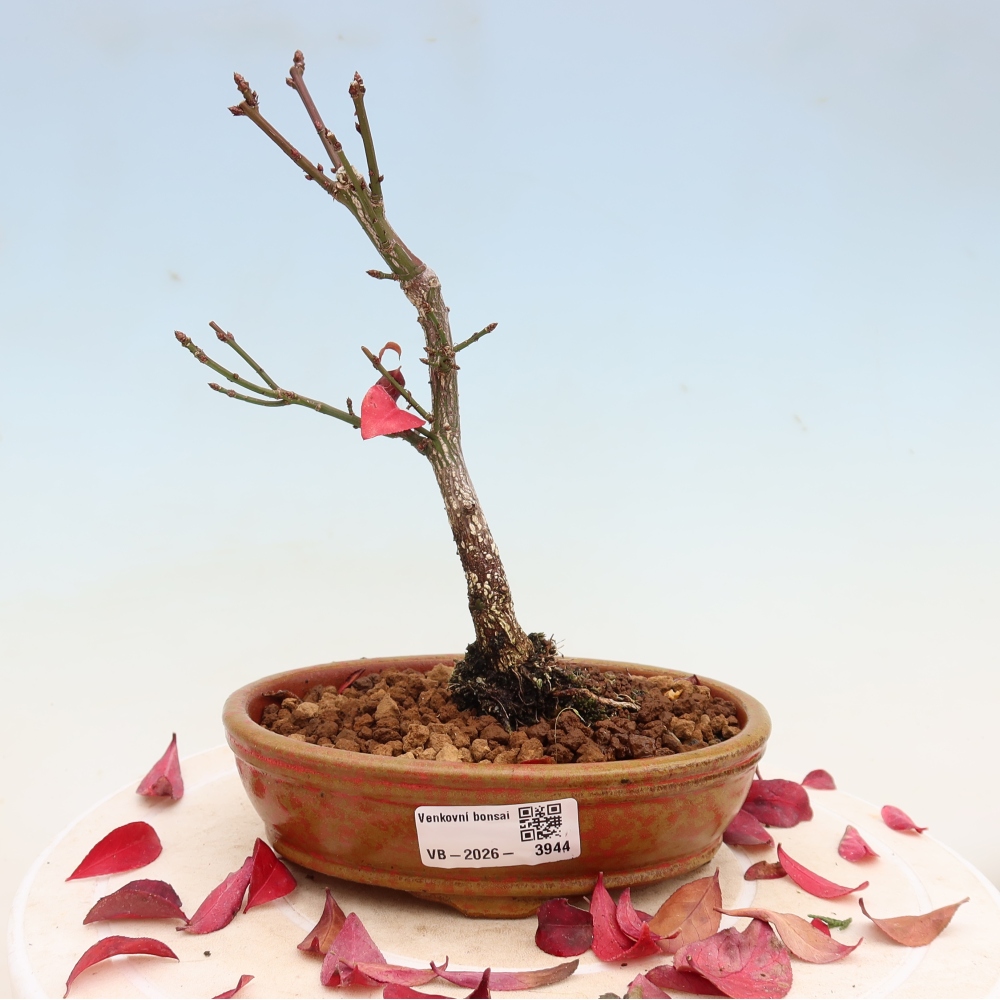 Vonkajší bonsai – Euonymus alatus comactus – krídlatý brslen