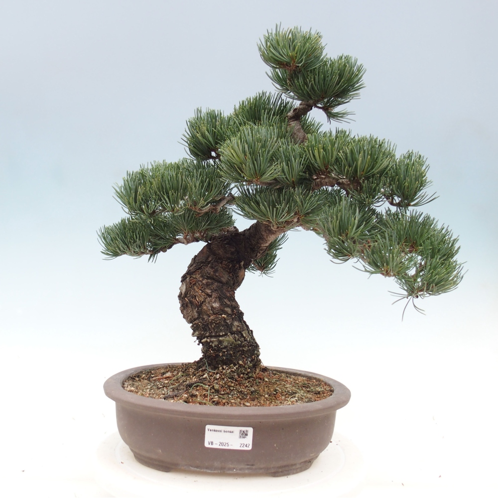 Vonkajšie bonsai - Pinus parviflora - Borovica drobnokvetá