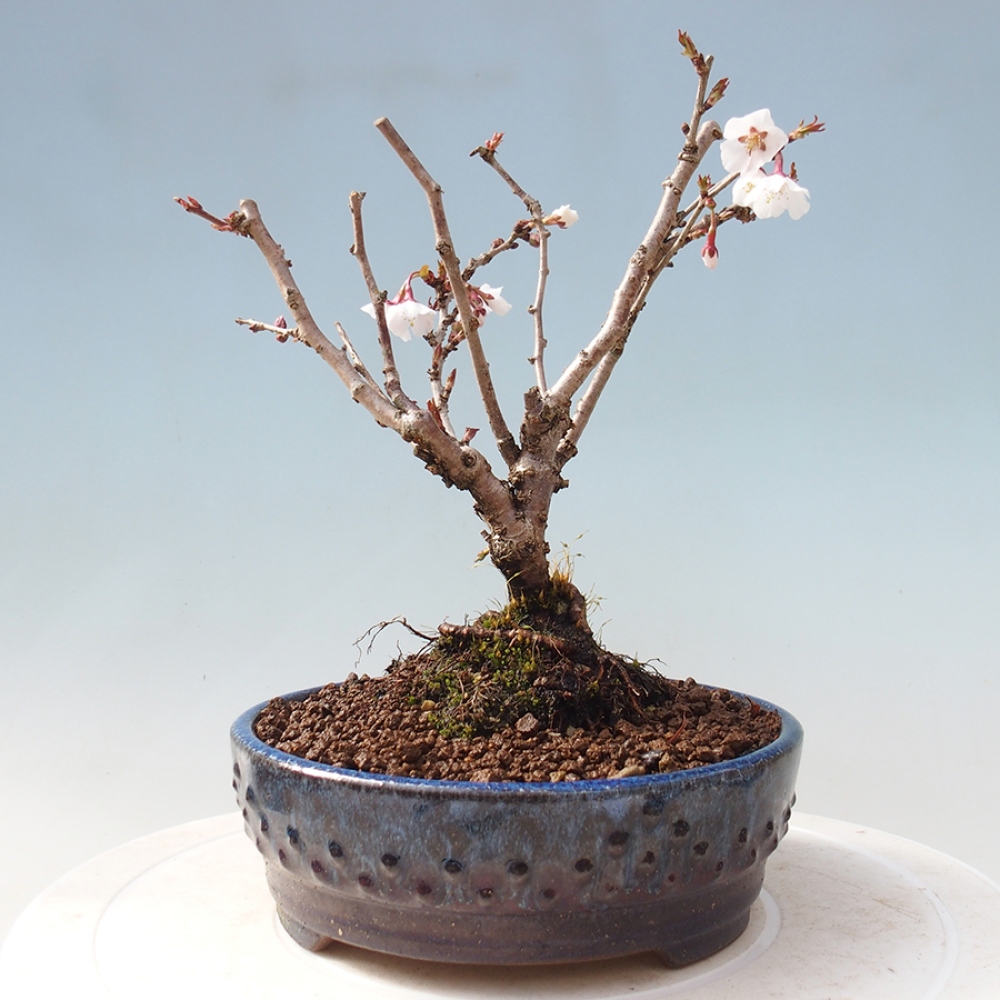 Vonkajší bonsai - Prunus incisa Kojou-no mai-Slivoň vyrezaná