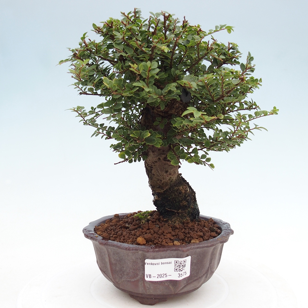 Vonkajší bonsai - Ulmus parvifolia Hokkaido - brest Čínsky