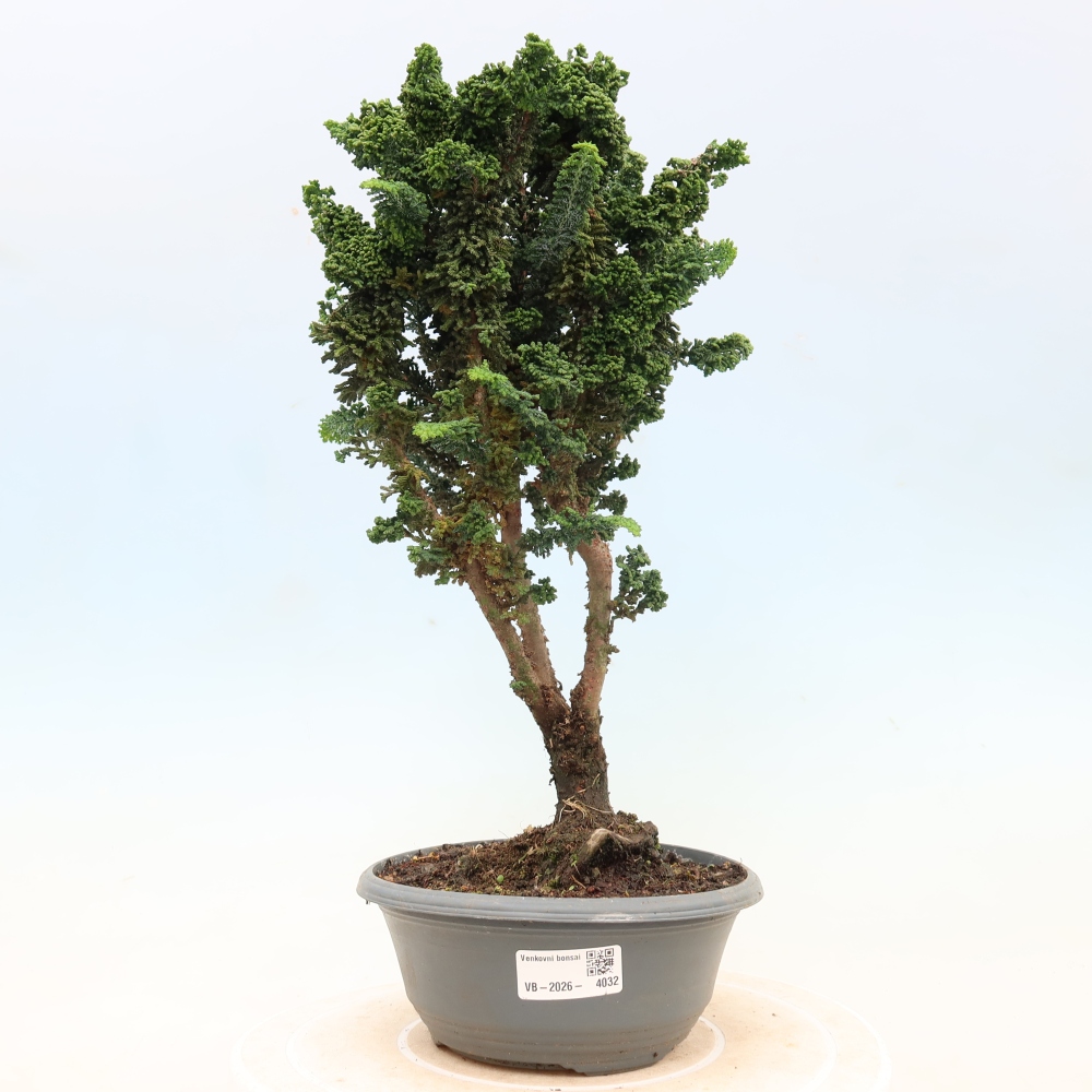 Vonkajší bonsaj - Cham. obtusa SEKKA HINOKI - Cypruštek