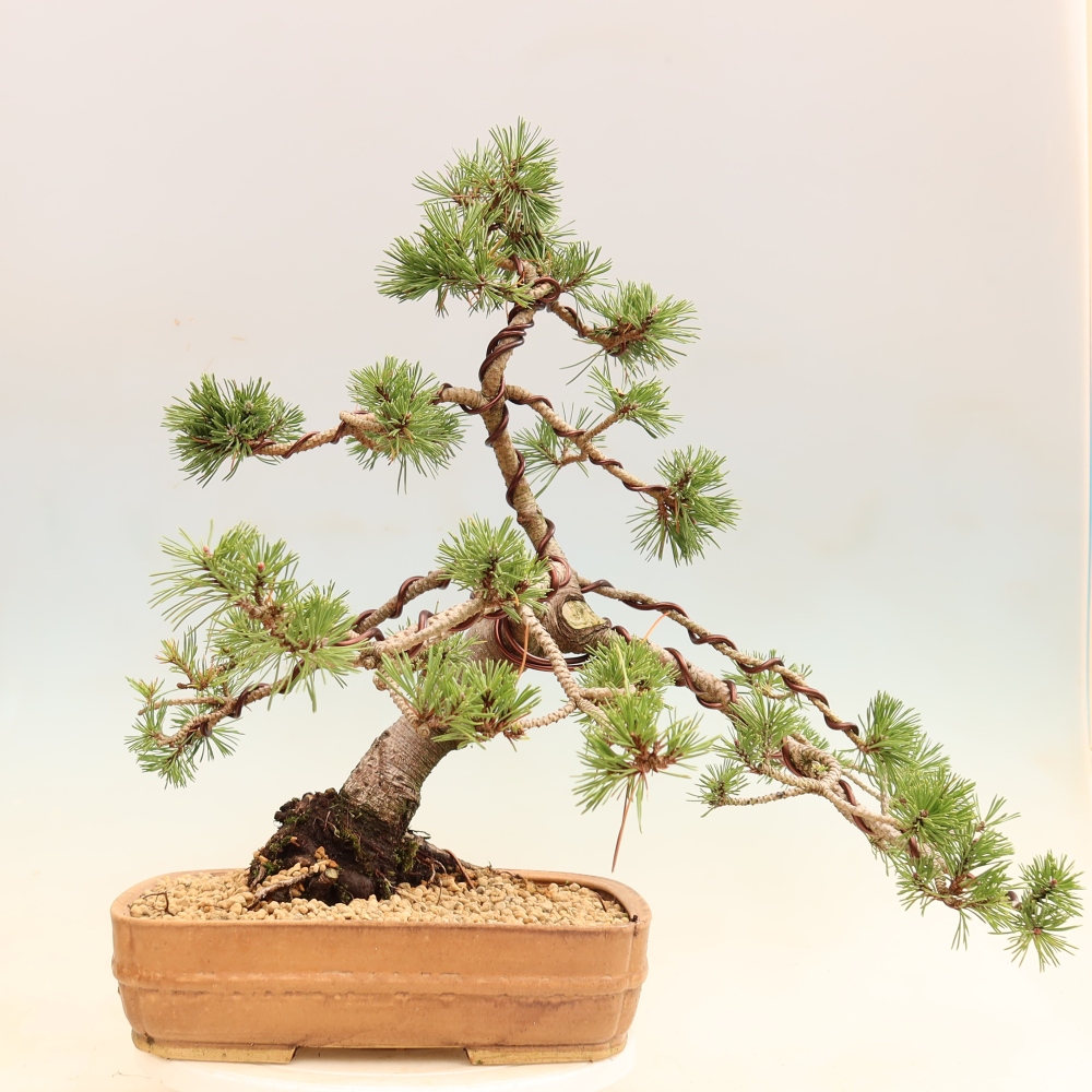 Vonkajšie bonsaje – Pinus mugo Humpy – borovica krivá