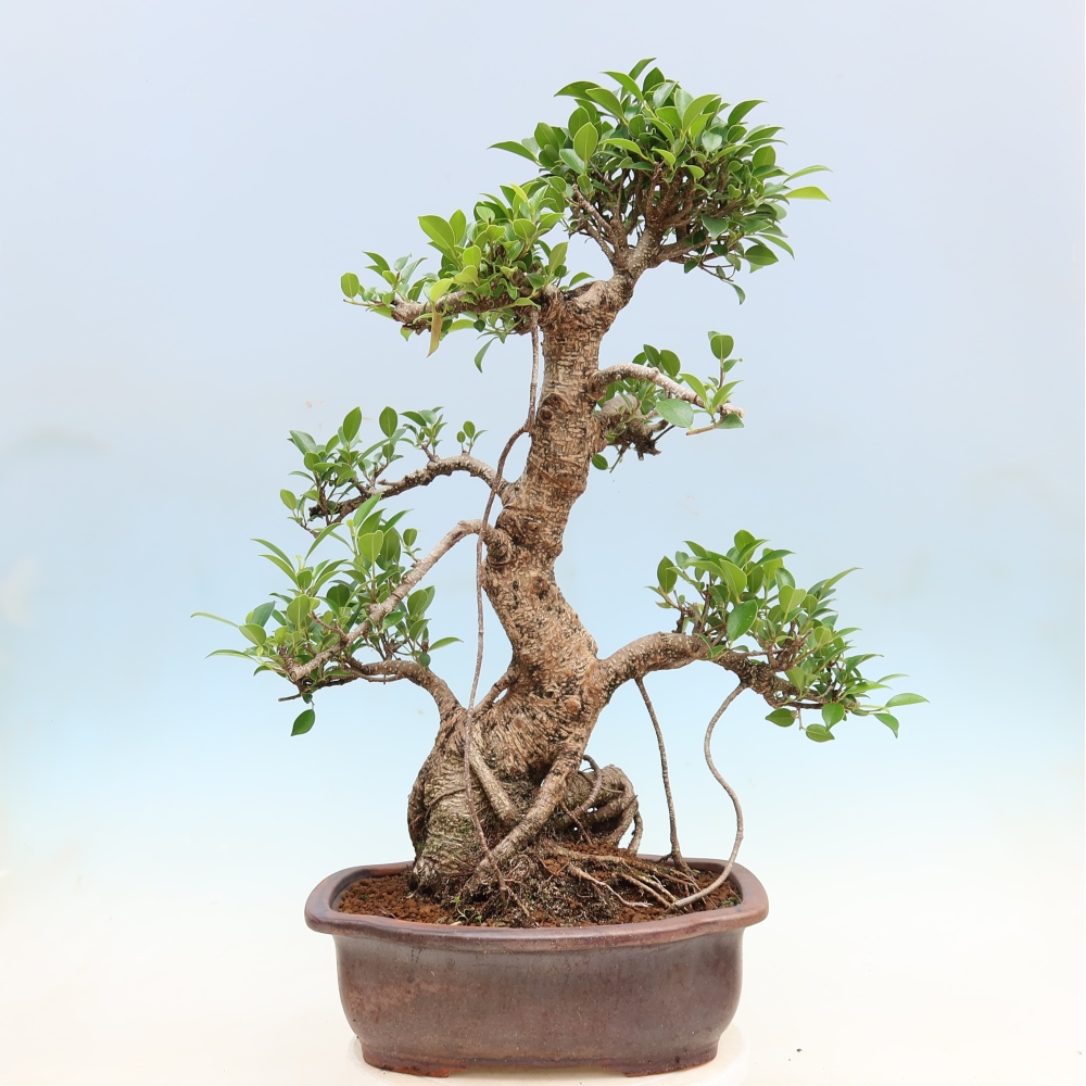 Izbové bonsaje - Ficus kimmen - drobnolistý fikus