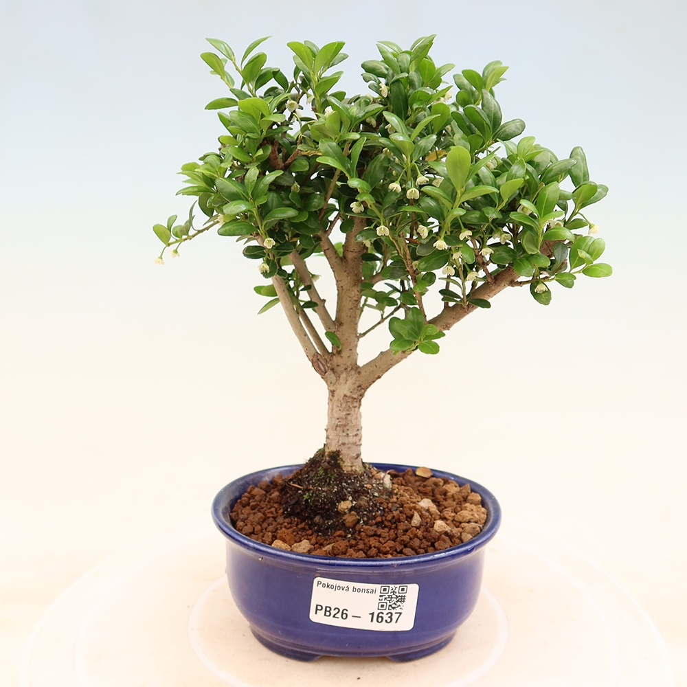 Izbový bonsaj - Ilex crenata - Cesmína