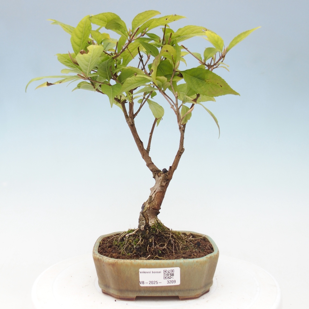 Vonkajšia bonsai - krásnoplodka - Callicarpa jap. Leucocarpa
