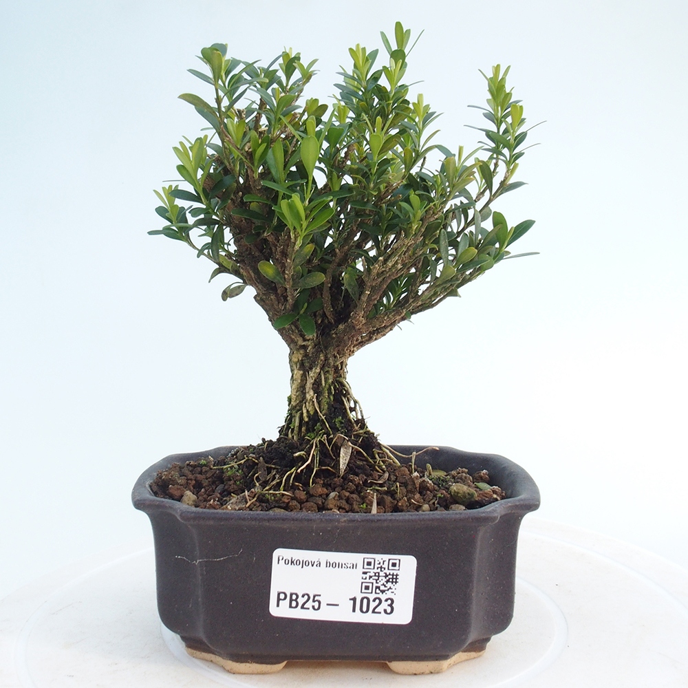 Izbová bonsai - Buxus harlandii - korkový buxus