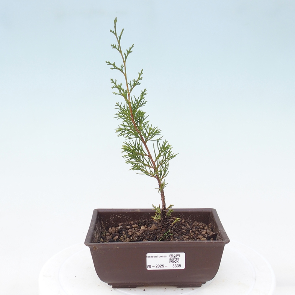Vonkajší bonsai - Juniperus chinensis Itoigawa -Jalovec čínsky