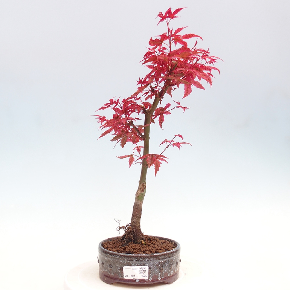 Vonkajšie bonsai - Javor dlaňolistý - Acer palmatum DESHOJO