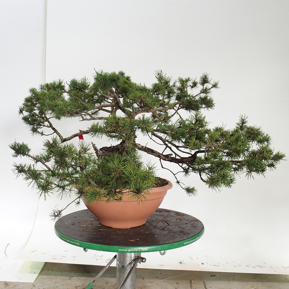 Yamadori - Pinus sylvestris Španielsko
