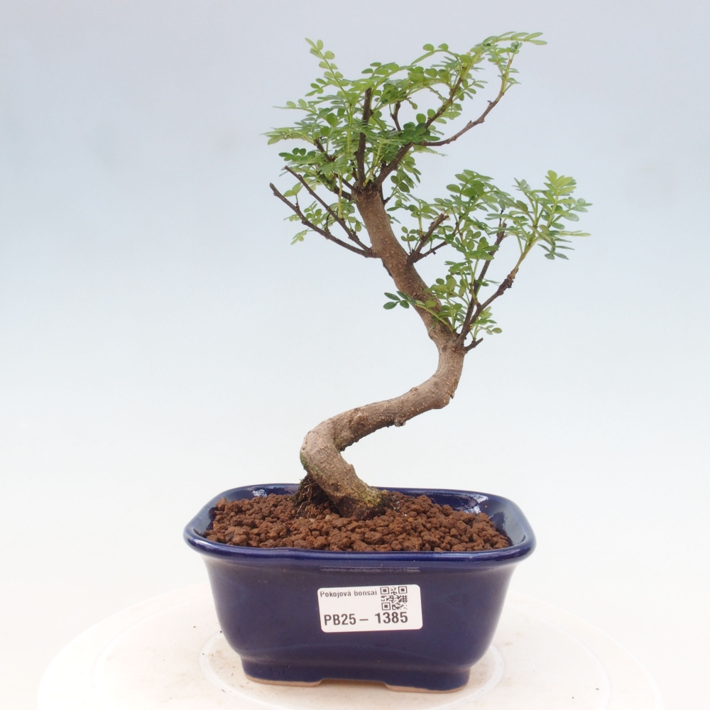 Izbová bonsai - Zantoxylum piperitum - piepor