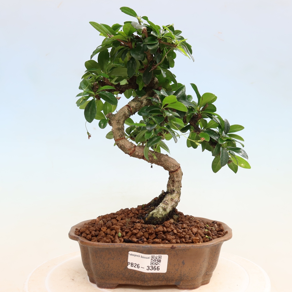 Izbové bonsaje - Carmona macrophylla - Tea fuki