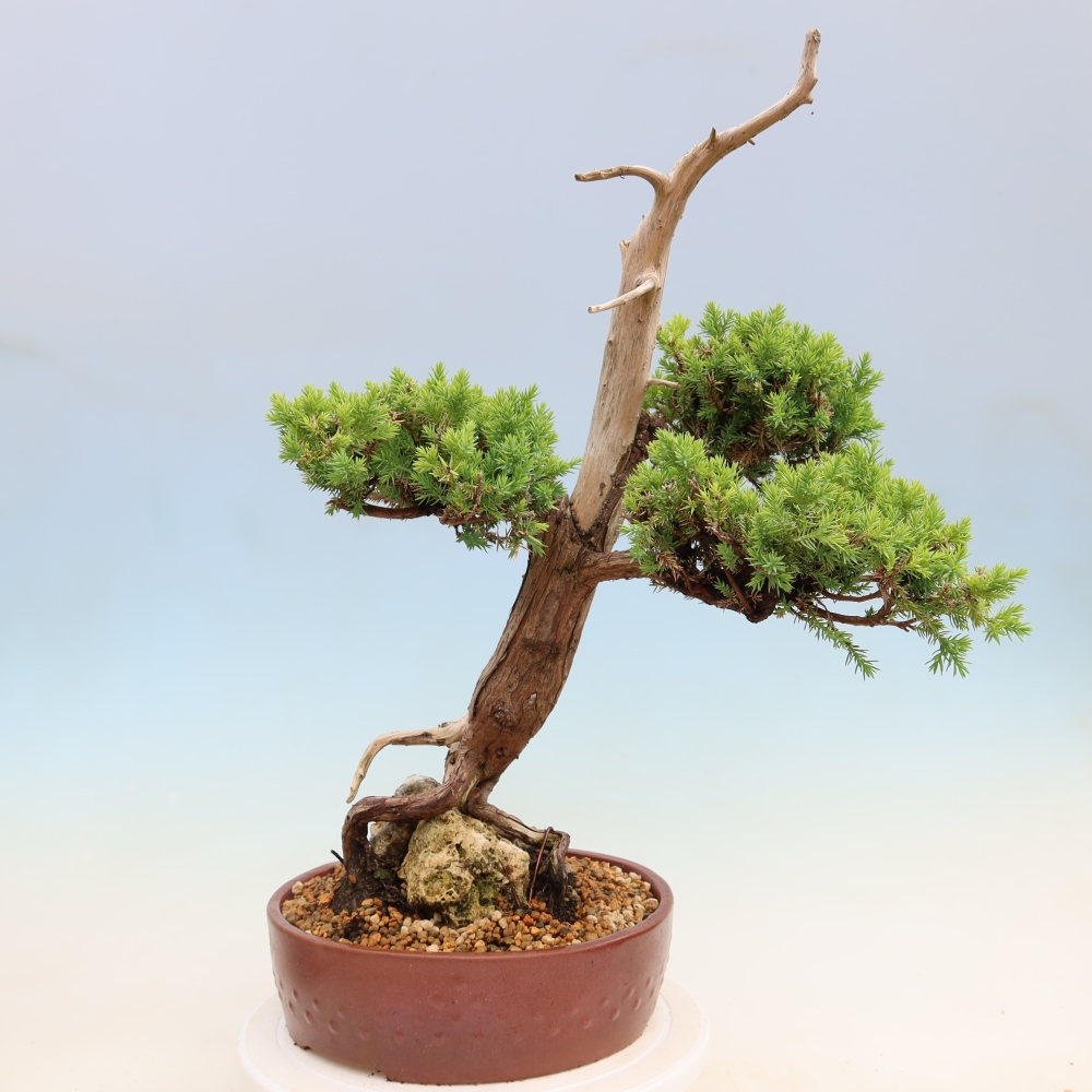 Vonkajší bonsai – Juniperus squamata – Jalovec šupinatý
